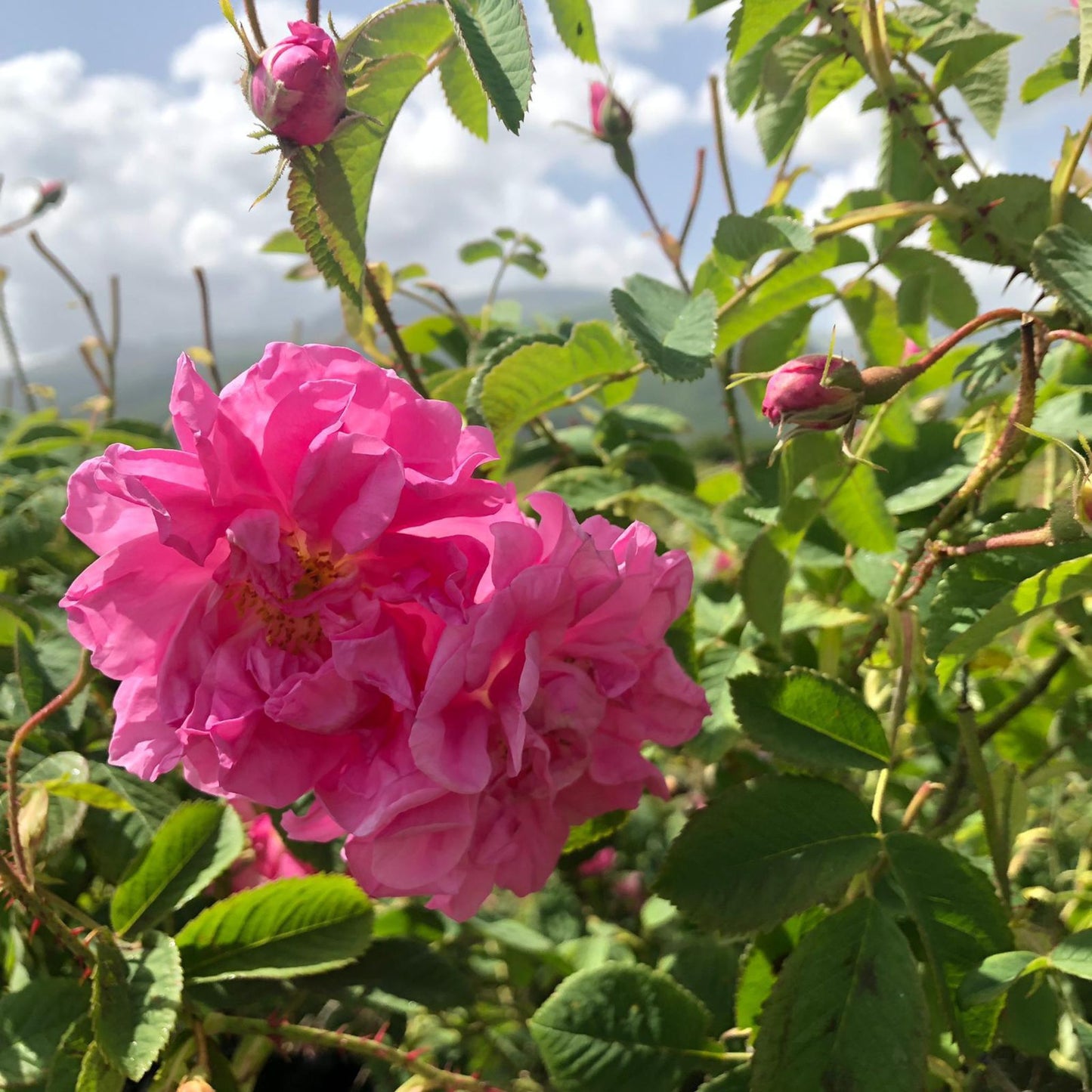 Bulgarian Rose Water
